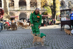 Çizmeli değil "bereli" kedi